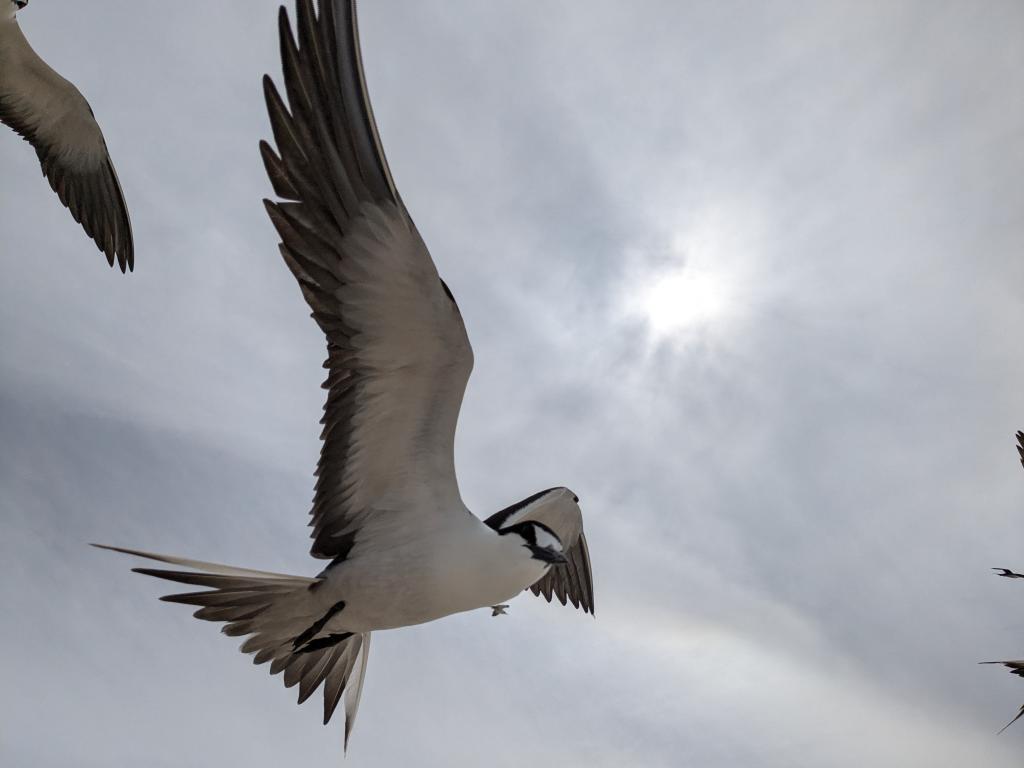 Gibt es dort zu tausenden und sie machen einen ordentlichen Lärm: Rußseeschwalben. Man hört sie von der Unterkunft aus allerdings nicht, da sie am Strand nisten