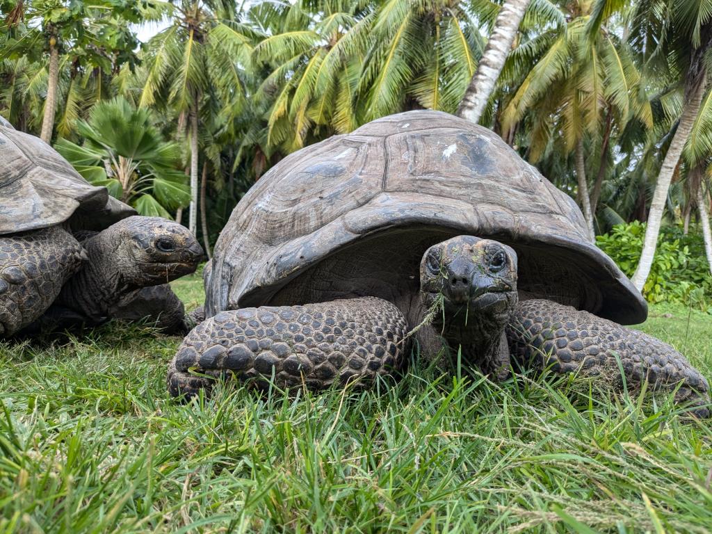 Auf der Insel führen ein paar Dutzend Aldabra-Riesenschildkröten ein sehr freies und ruhiges Leben