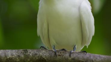 Ein sehr hübscher Vogel: Die Feenseeschwalbe