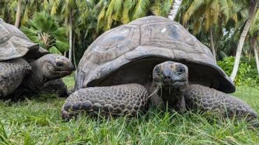 Auf der Insel führen ein paar Dutzend Aldabra-Riesenschildkröten ein sehr freies und ruhiges Leben