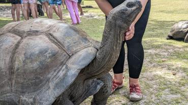 Aldabra-Riesenschildkröte auf Curieuse