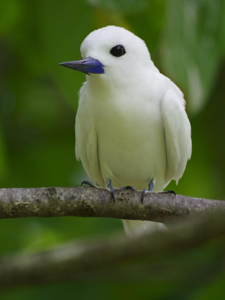 Ein sehr hübscher Vogel: Die Feenseeschwalbe