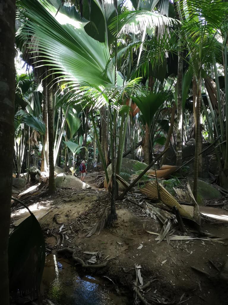 Praslin, Vallée de Mai