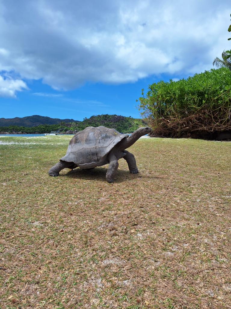 Praslin, Curieuse / Landschildkröte