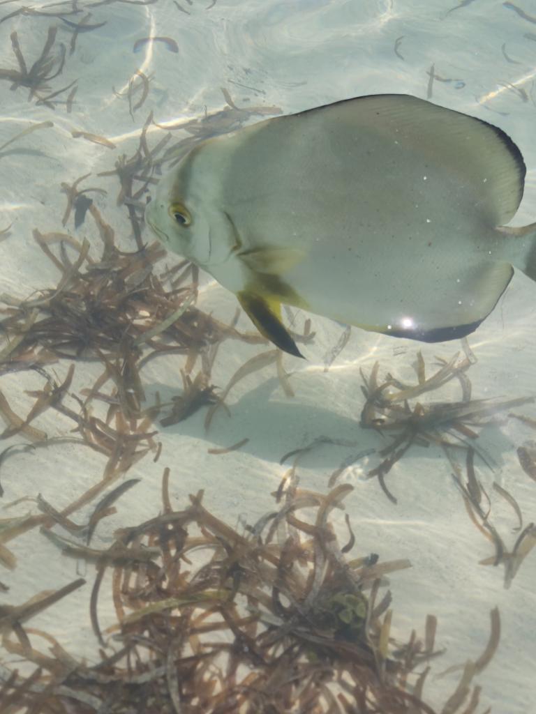 La Digue, Anse Reunion / Fledermausfisch