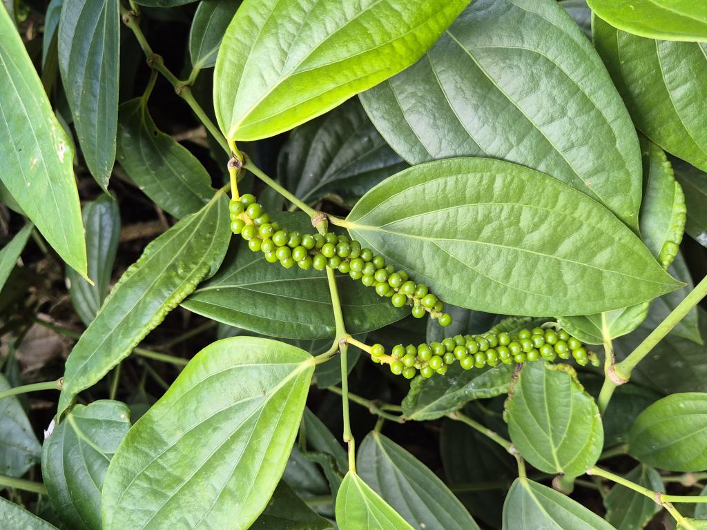 Pefferpflanze im Le Jardin du Roi