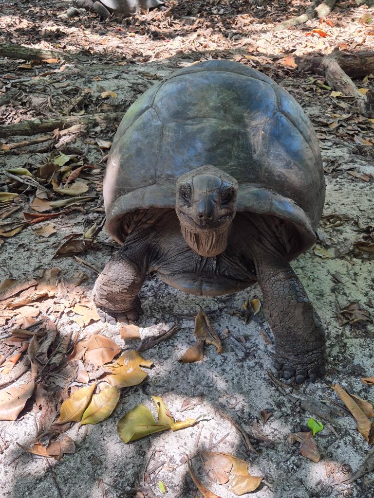 Riesenschildkröte auf Curieuse