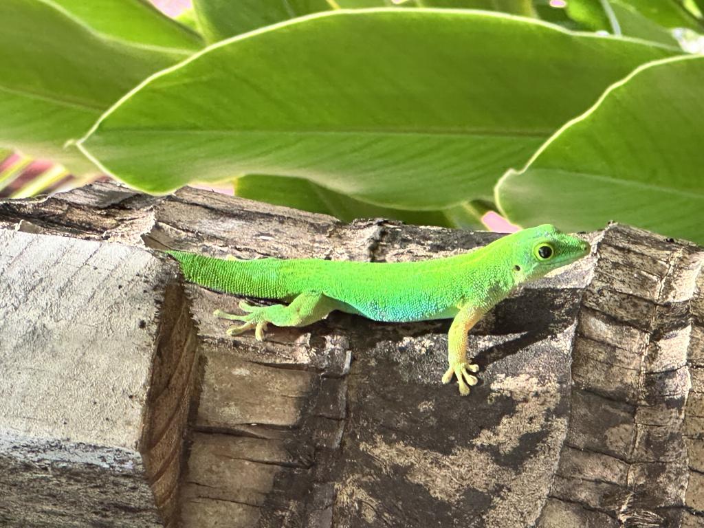 Gecko