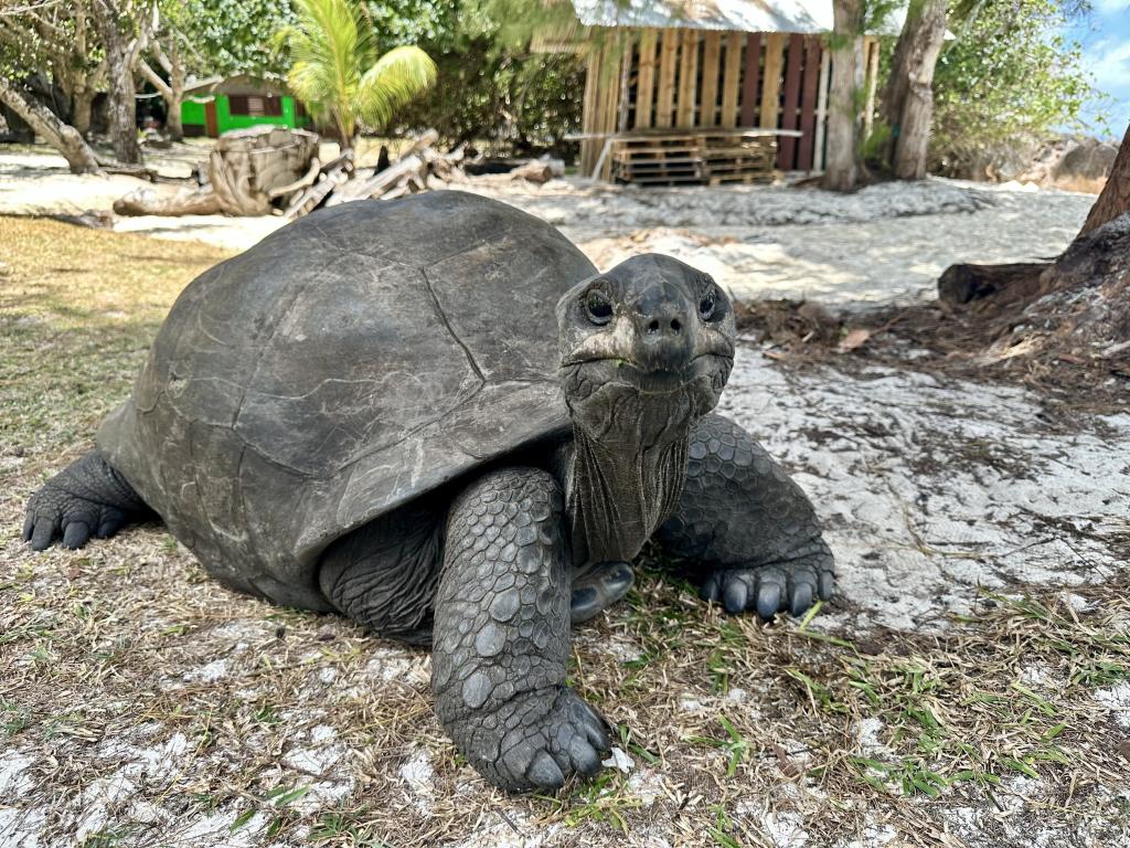 Riesenschildkröte auf Curieuse