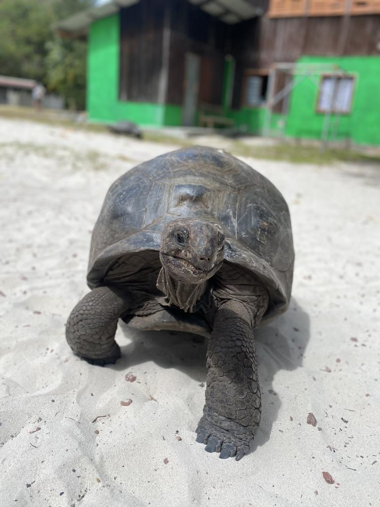 Riesenschildkröte auf Curieuse