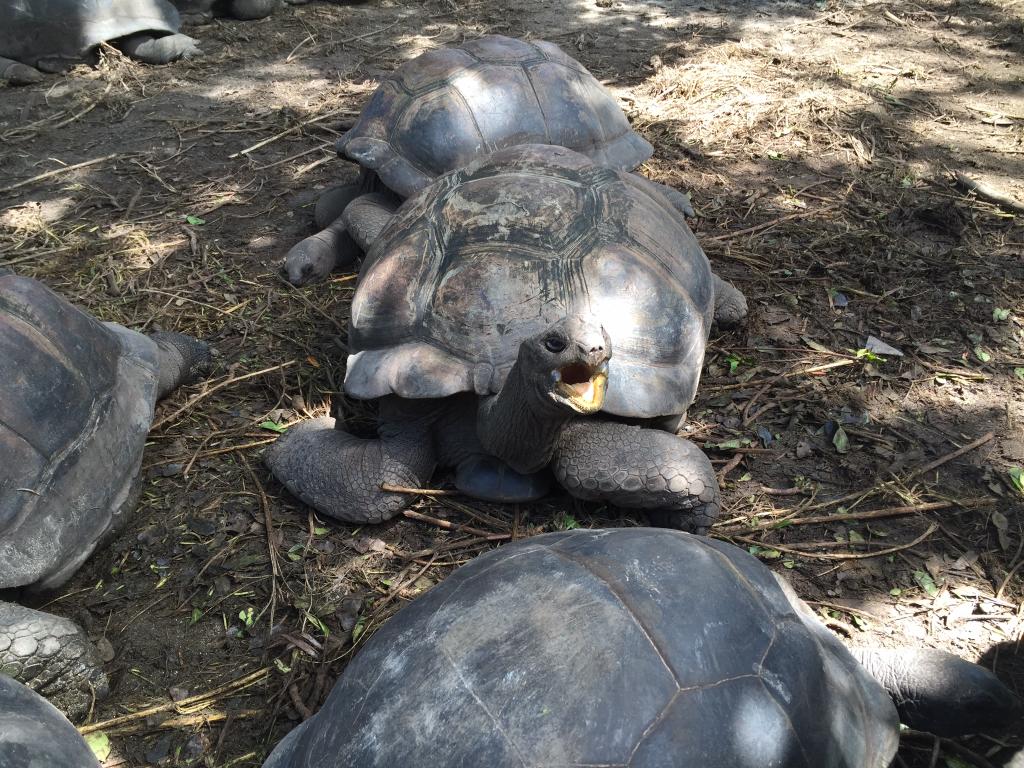 Riesenlandschildkröte