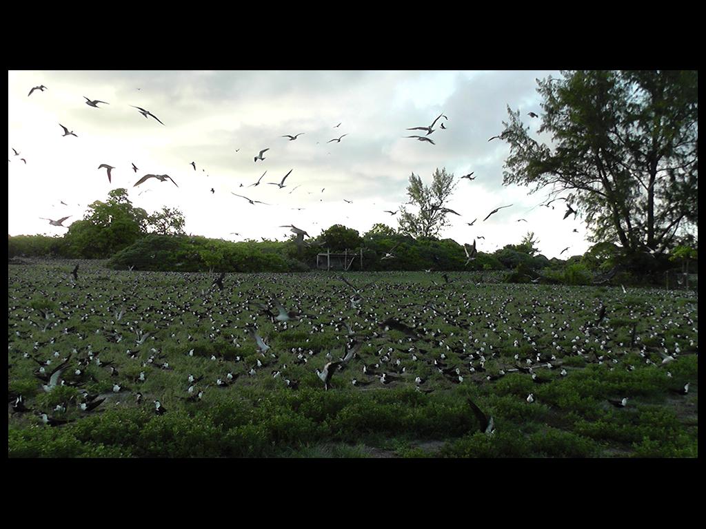 Bird Island, Vogelbeobachtung