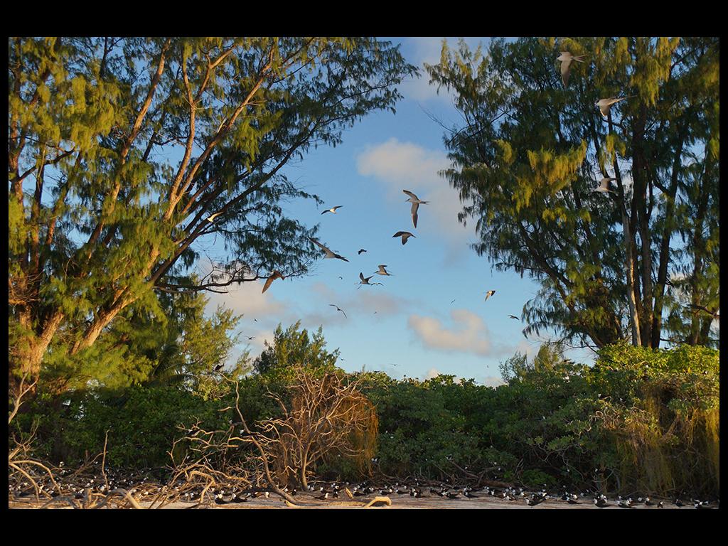 Bird Island, Vogelbeobachtung