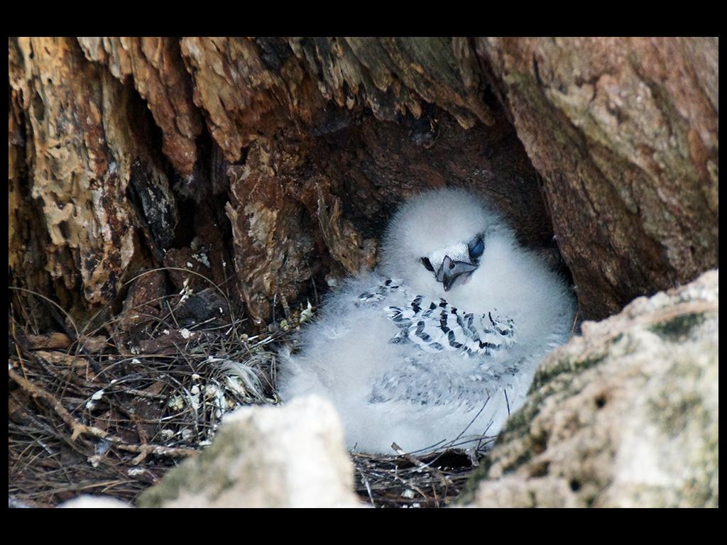 Weißschwanz-Tropikvogel