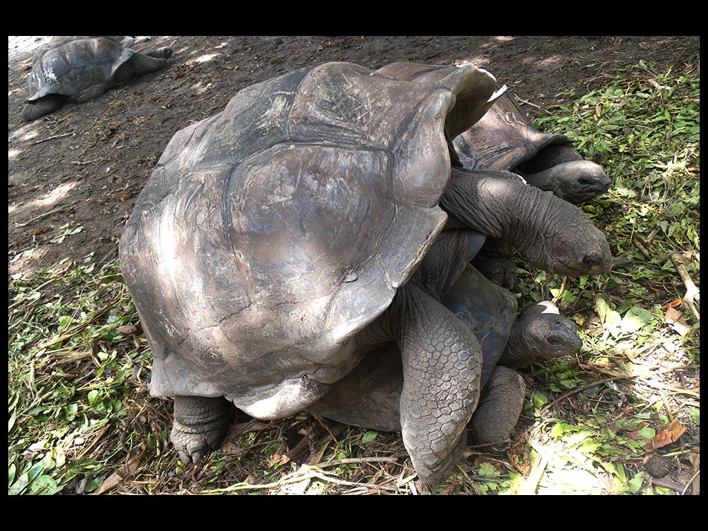 Riesenschildkröte