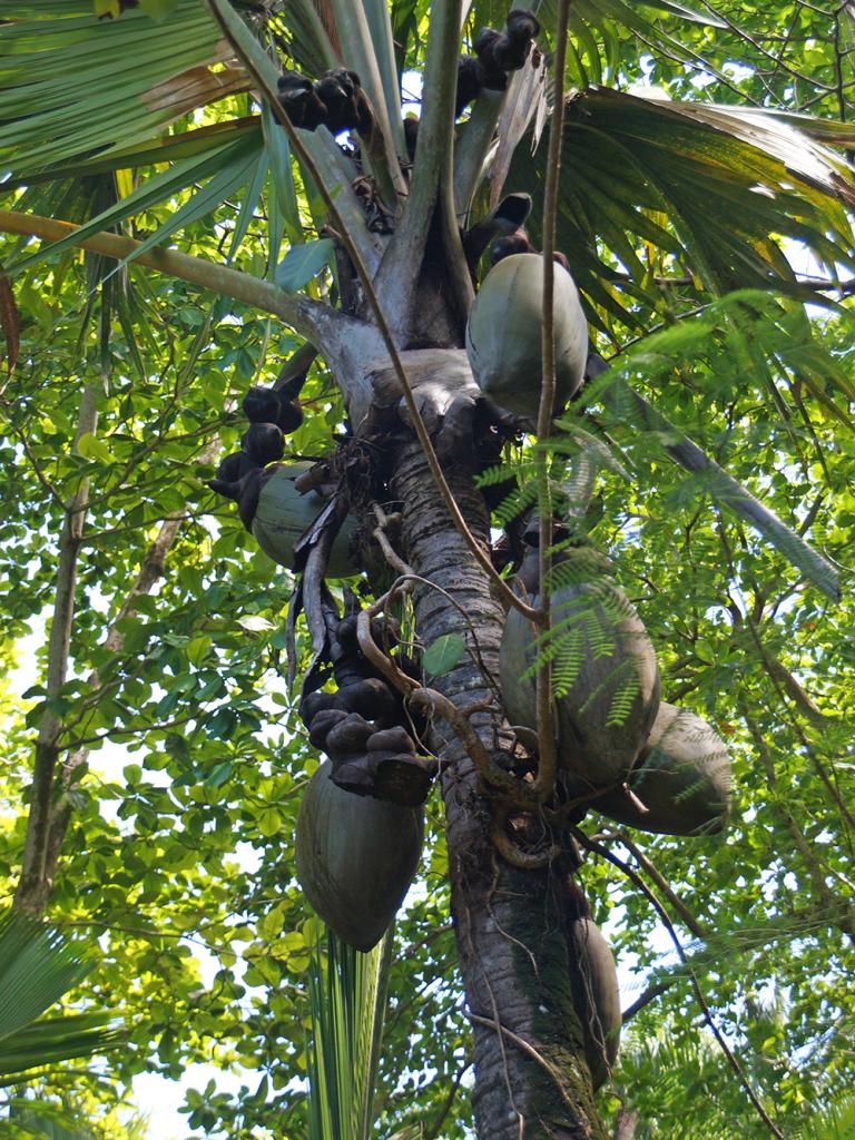 Praslin, Coco de Mer