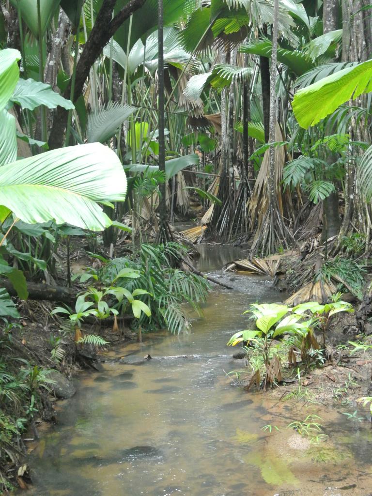 Vallée de mai, Praslin