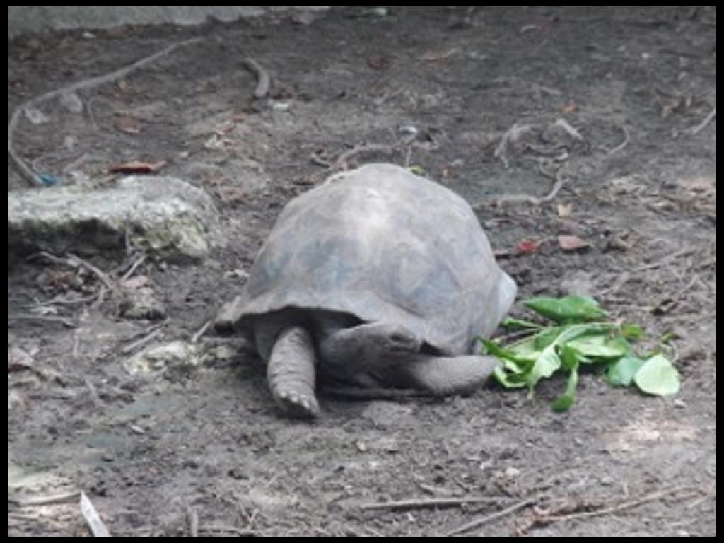 alte Schildkröten La Digue