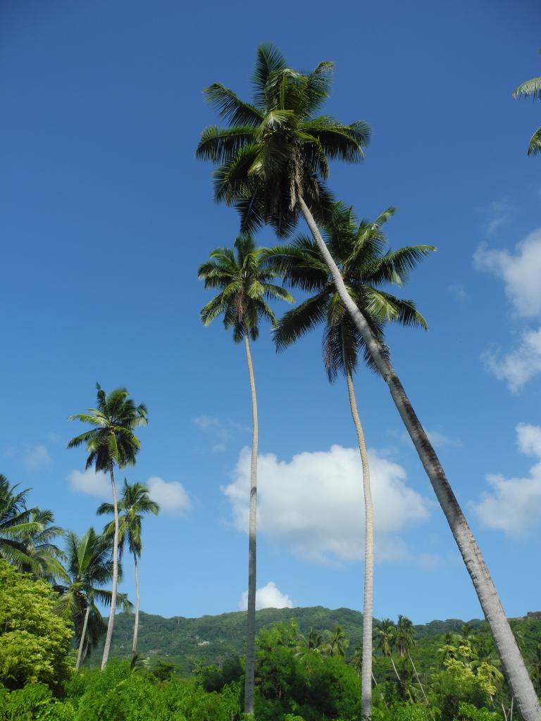 Palmen auf La Digue