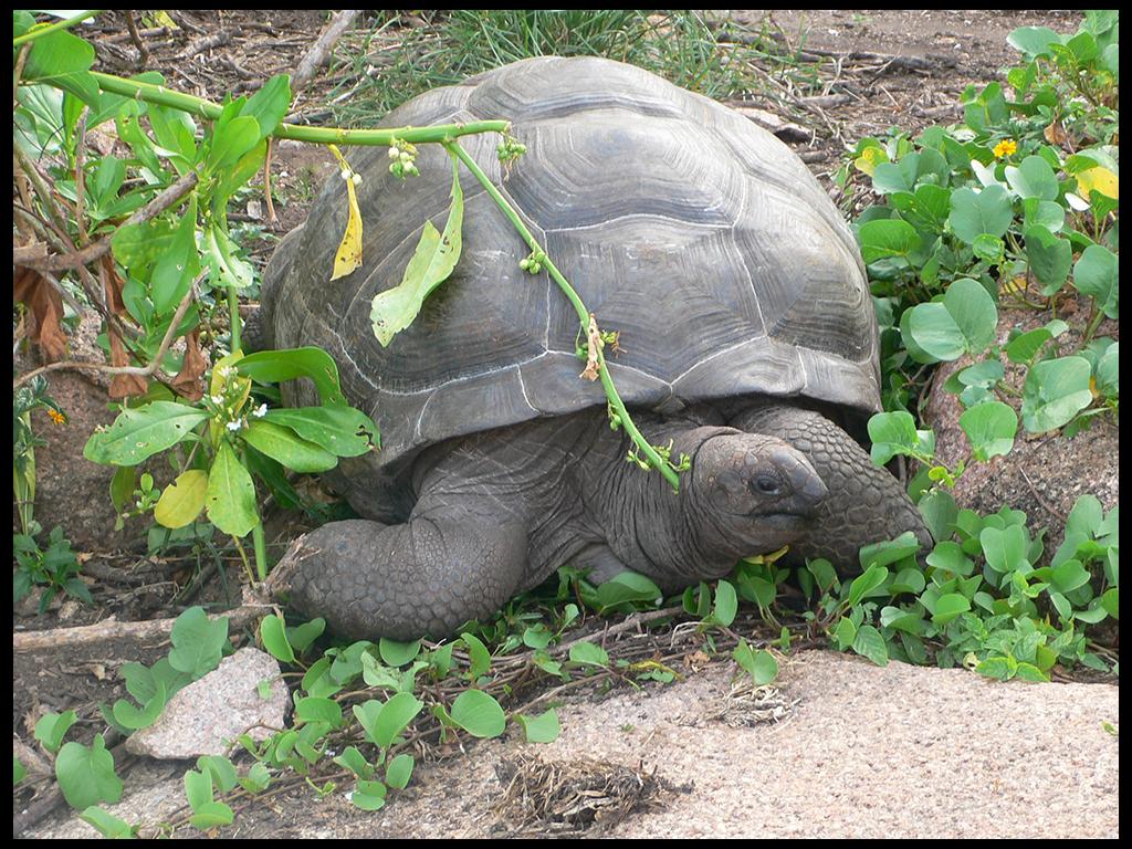 Riesenlandschildkröte La Digue