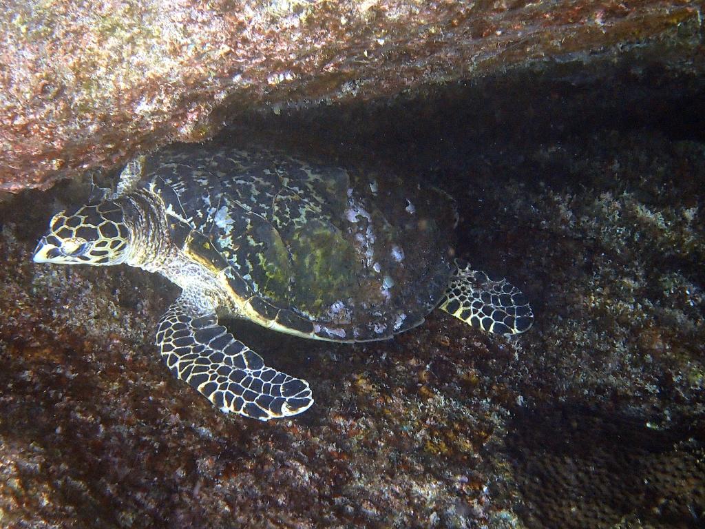 Schnorcheln auf La Digue