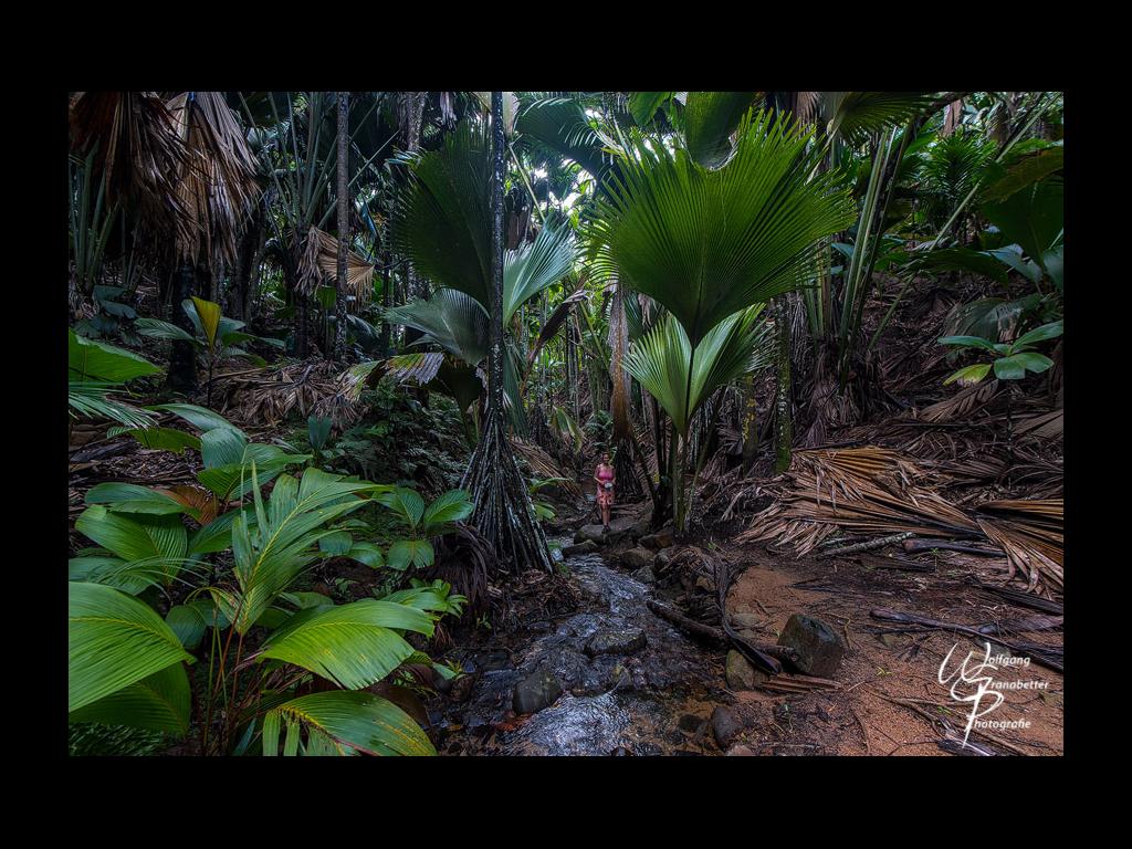 Vallee de Mai - Praslin