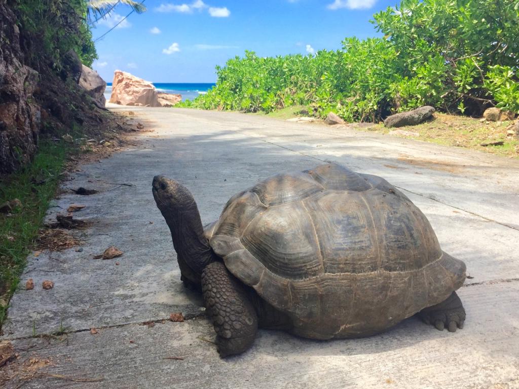 Riesenschildkröte La Digue