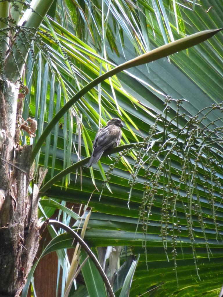 Black Parrot im „Vallee de Mai“