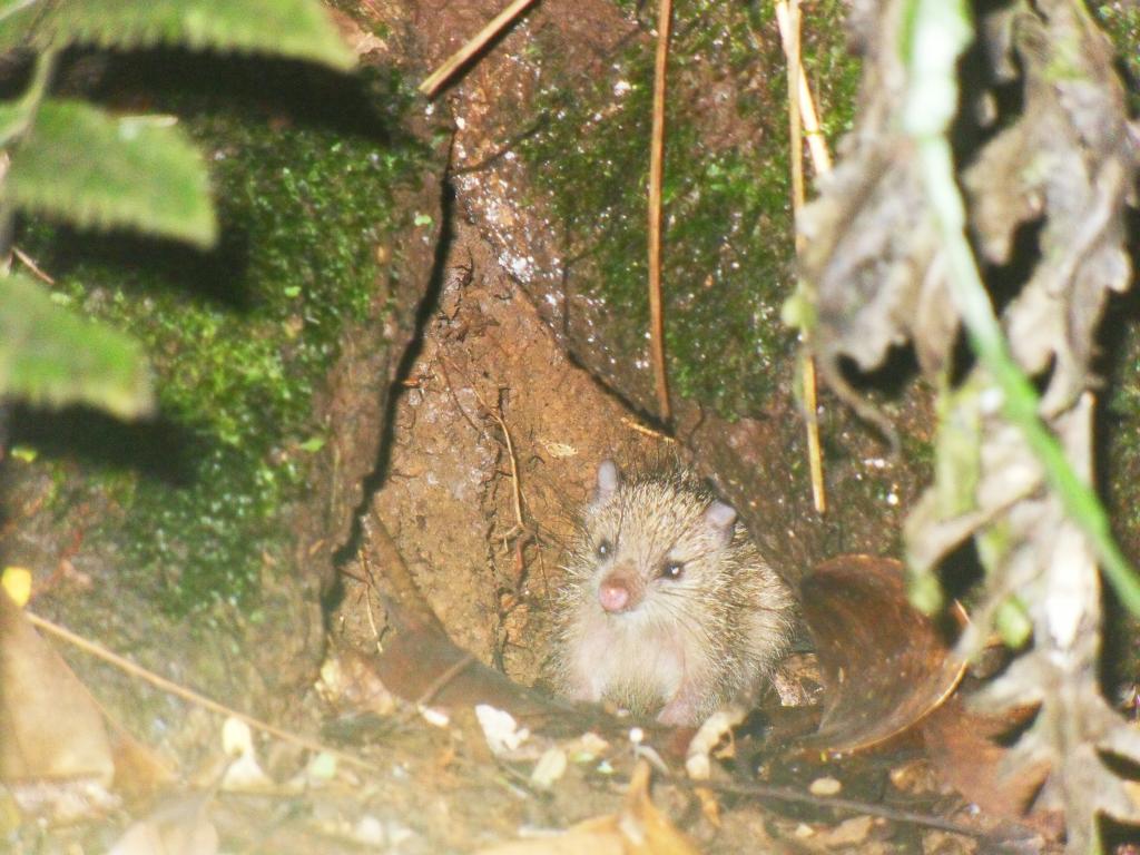 Tenrec-parco del Morne Blanc-