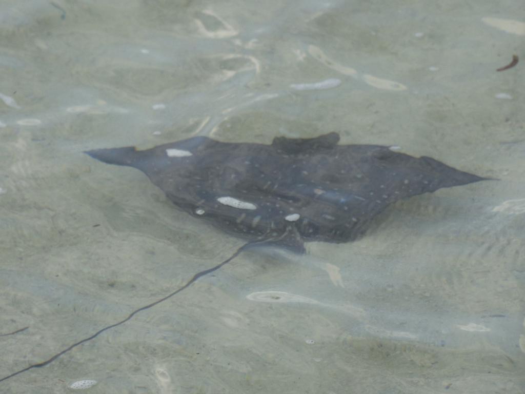 L’Ile au Cerf, une raie Aigle à pois au pied  de la villa La Forteresse