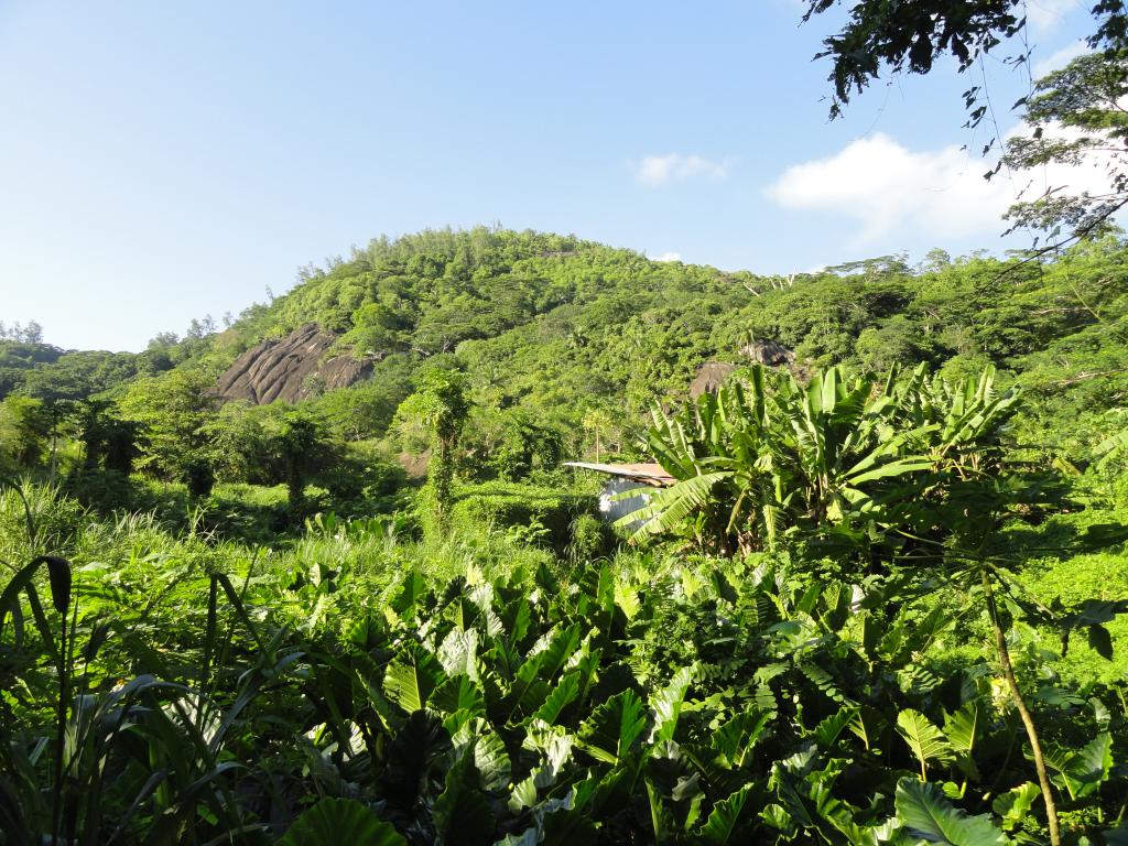 Mahé, la forêt tropicale