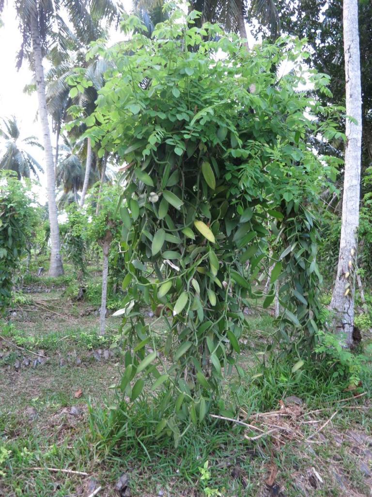 Vanilla plantation