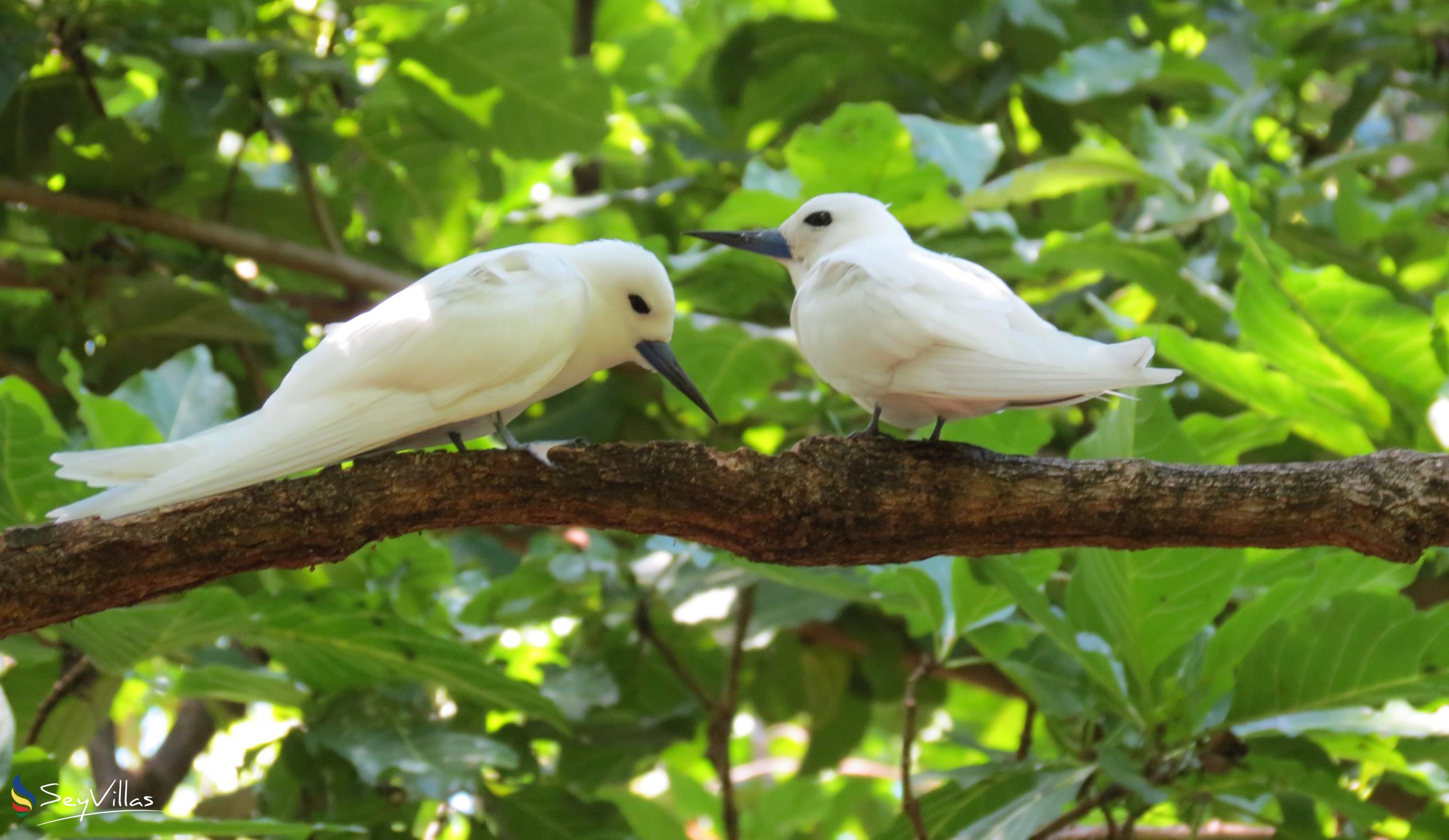 Foto 32: Pegasus Cruise (Variety Garden of Eden 7 nights) - Posizione - Seychelles (Seychelles)