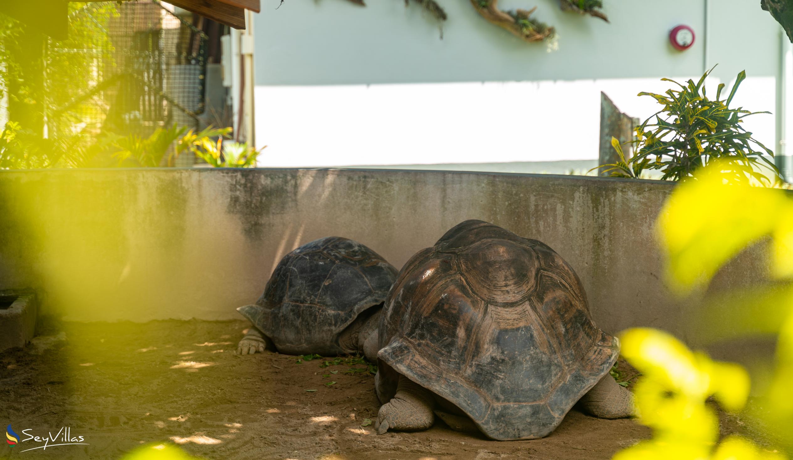 Photo 37: Hotel La Roussette - Outdoor area - Mahé (Seychelles)