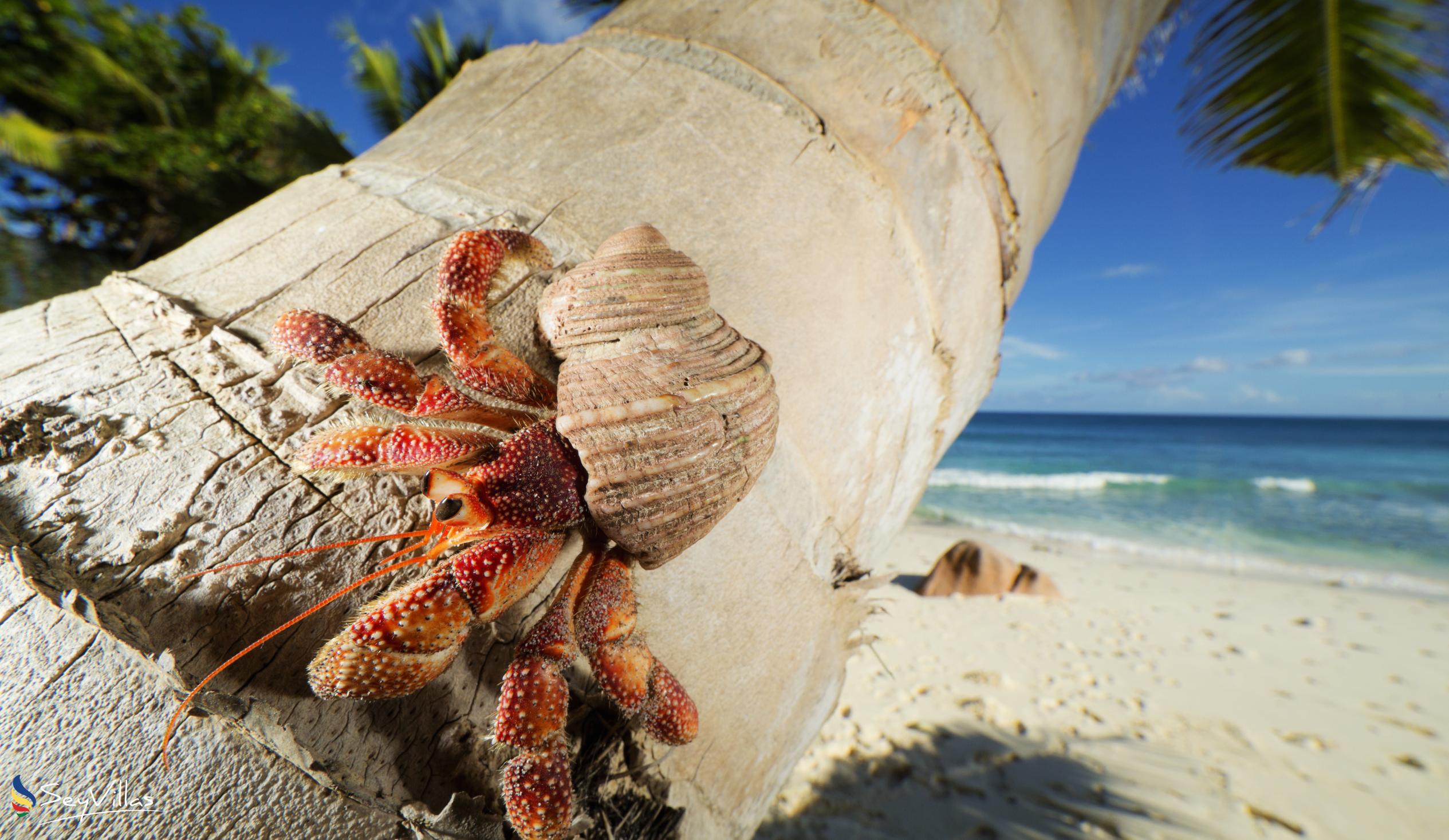 Foto 42: Cousine Island Seychelles - Lage - Cousine Island (Seychellen)