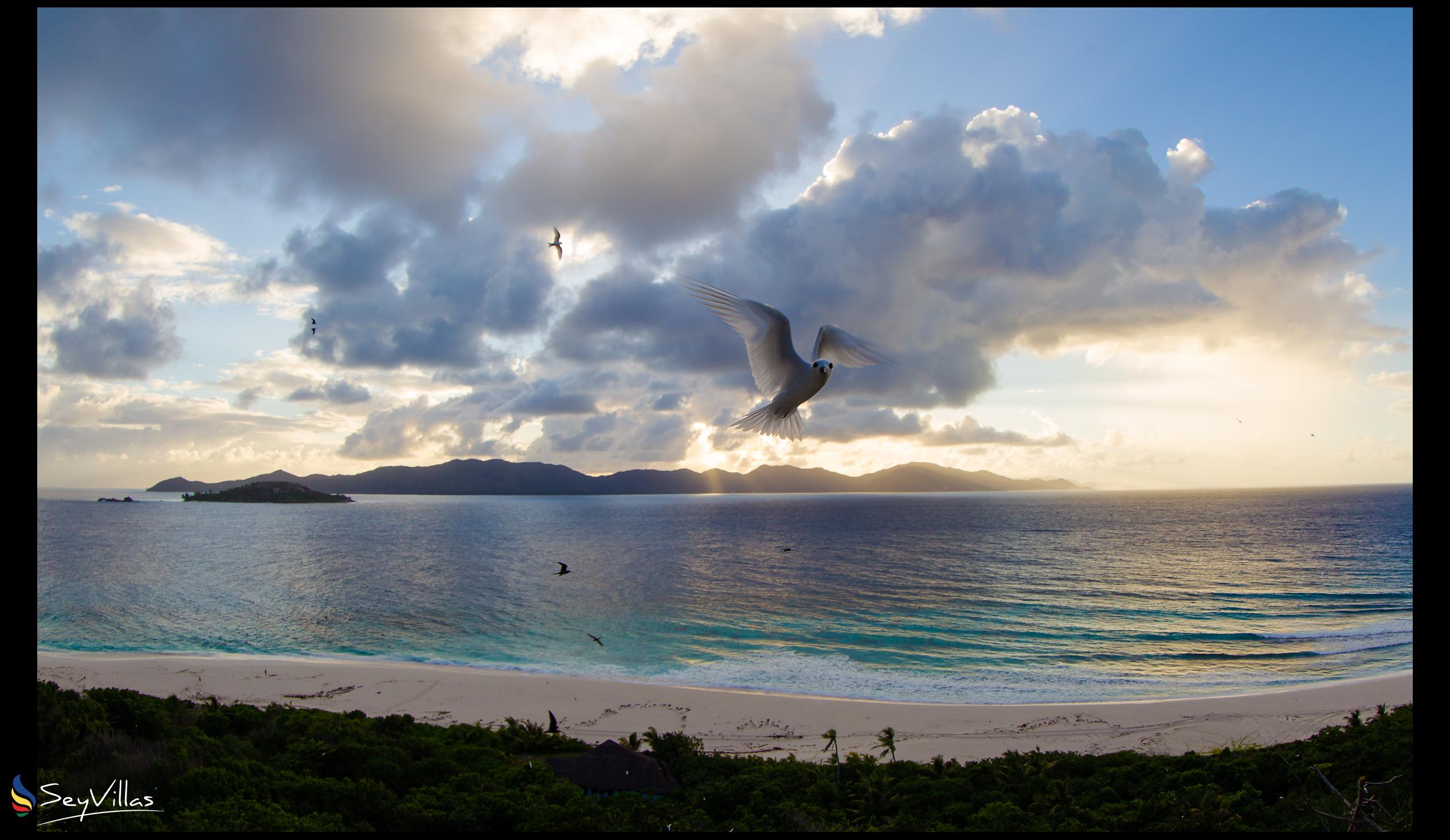 Photo 43: Cousine Island Seychelles - Location - Cousine Island (Seychelles)