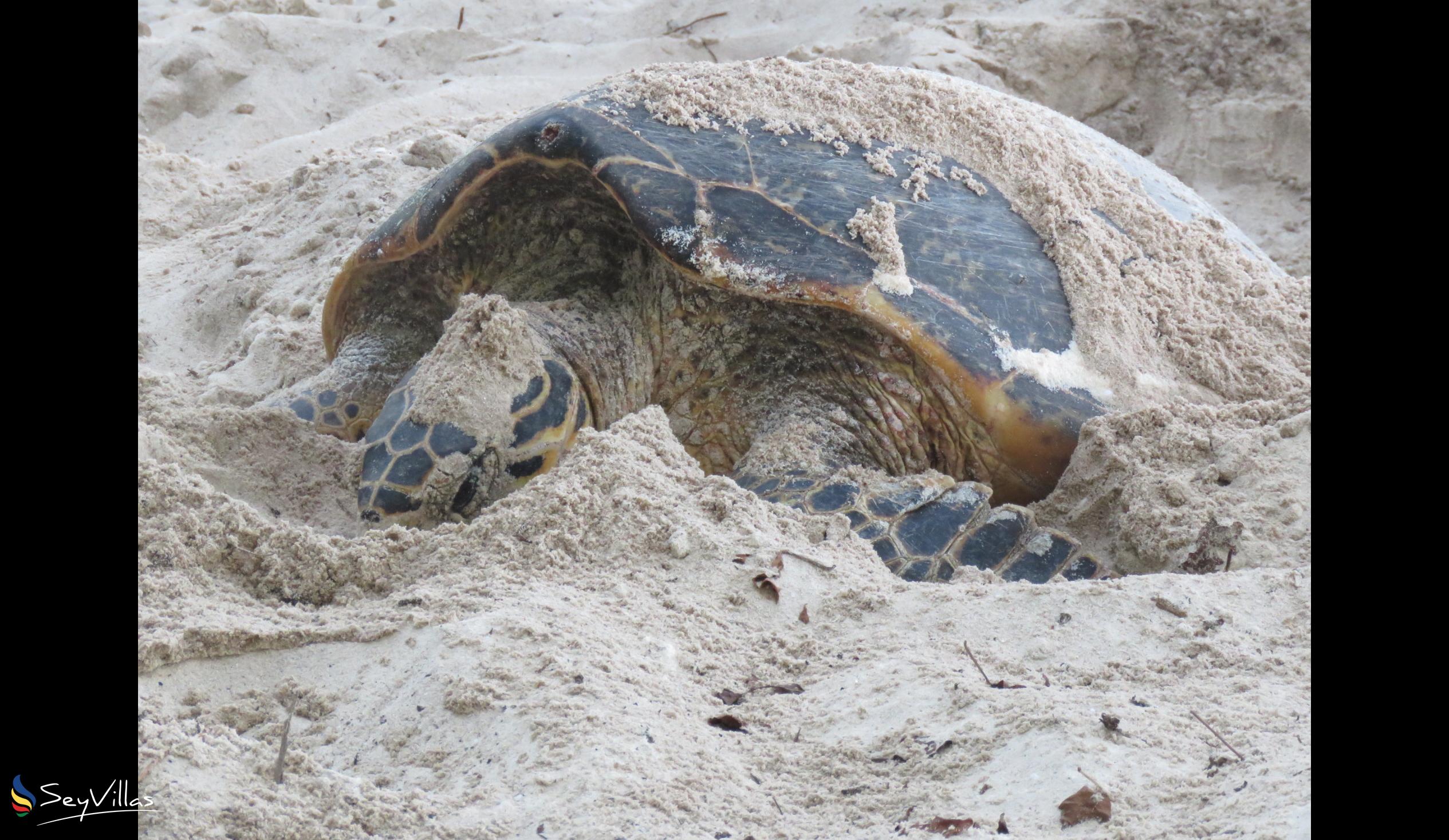 Photo 38: Cousine Island Seychelles - Location - Cousine Island (Seychelles)