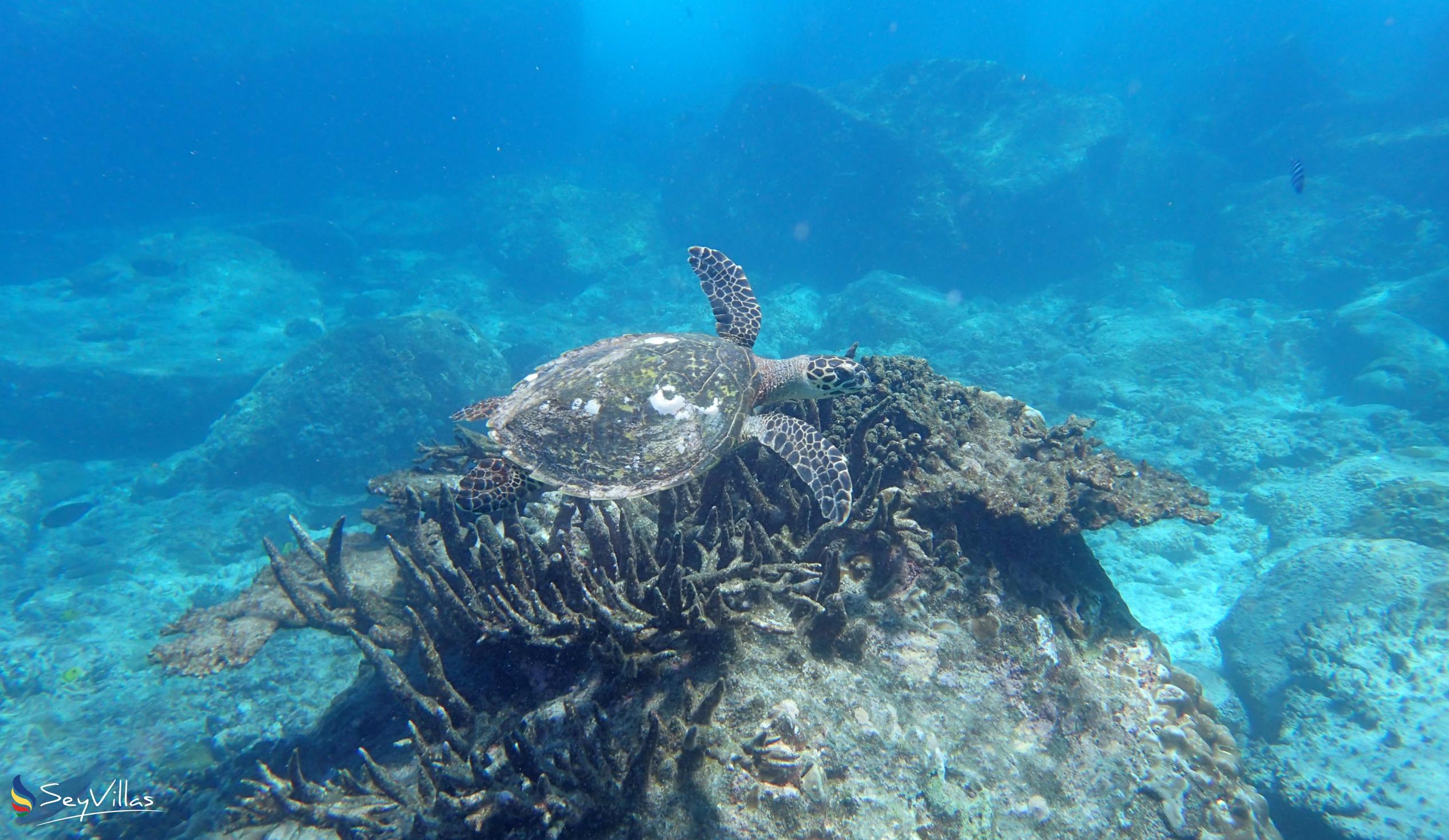 Photo 40: Cousine Island Seychelles - Location - Cousine Island (Seychelles)