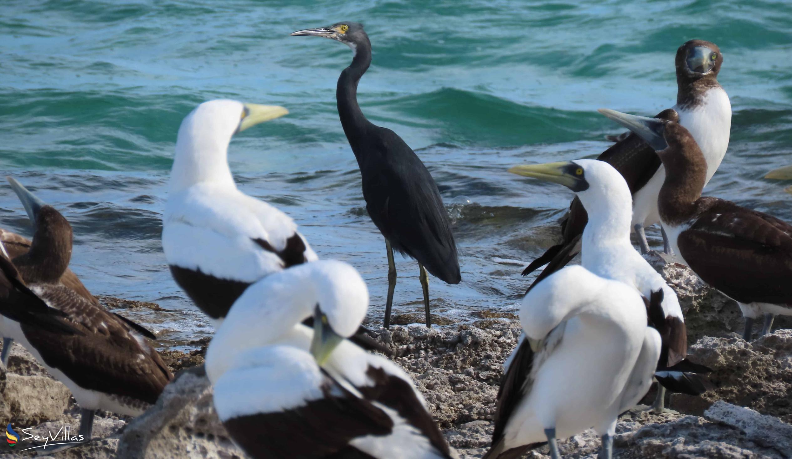 Foto 8: Silhouette Bird Watching Expedition - Esterno - Seychelles (Seychelles)