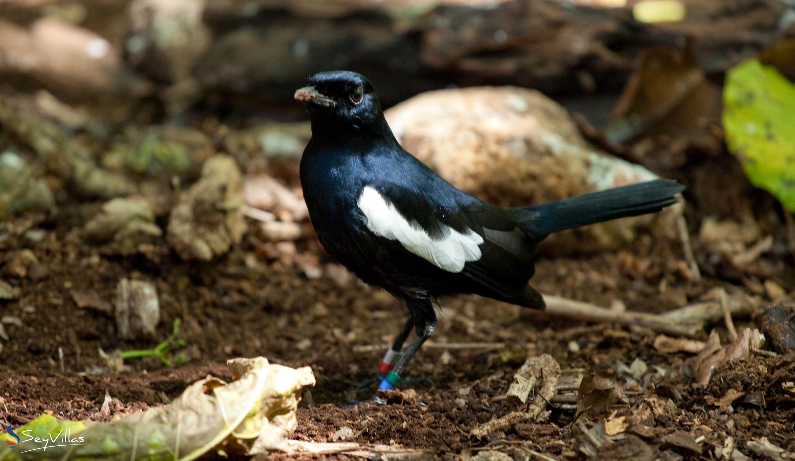 Photo 16: Silhouette Bird Watching Expedition - Outdoor area - Seychelles (Seychelles)