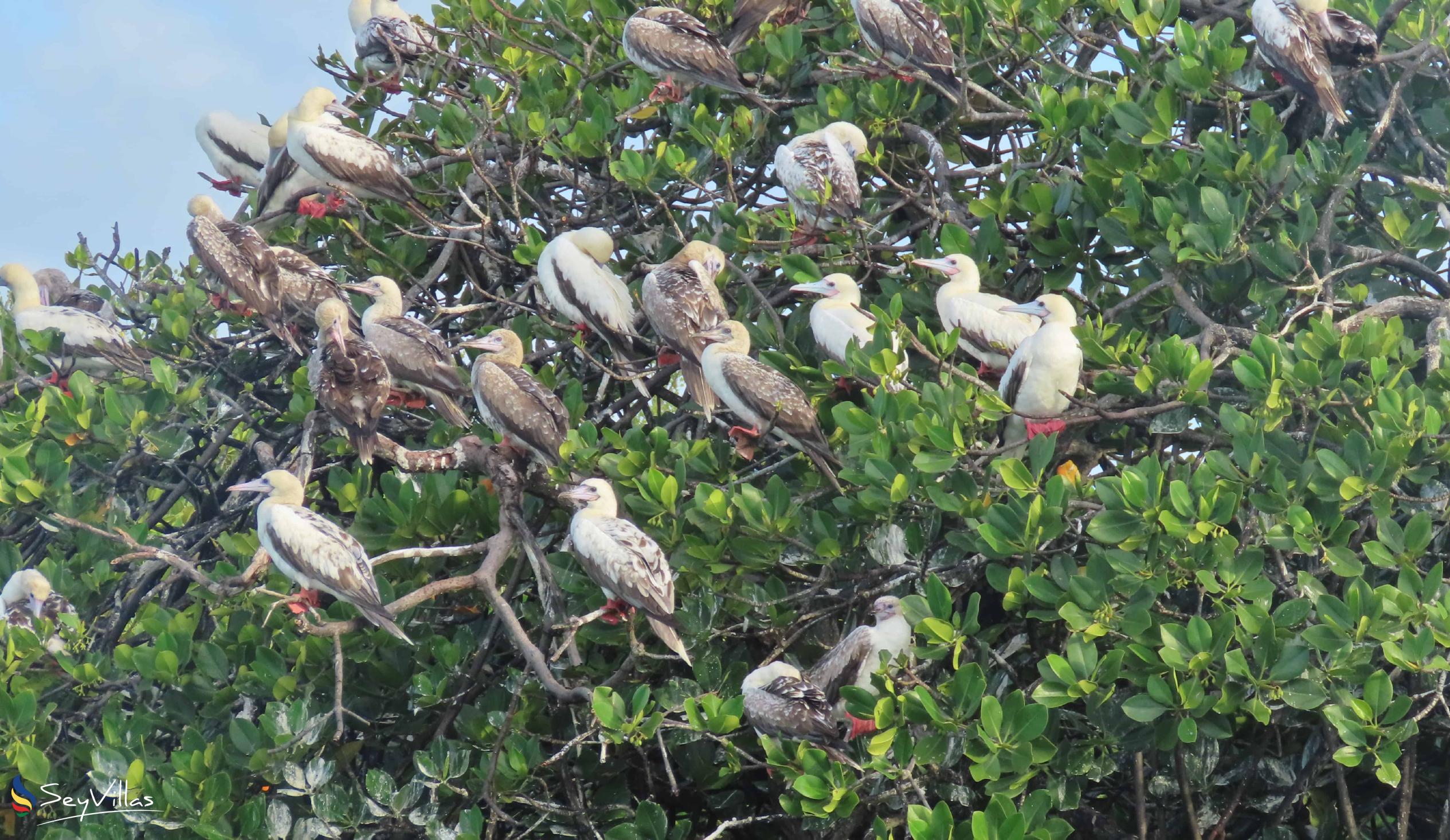 Foto 6: Silhouette Bird Watching Expedition - Esterno - Seychelles (Seychelles)