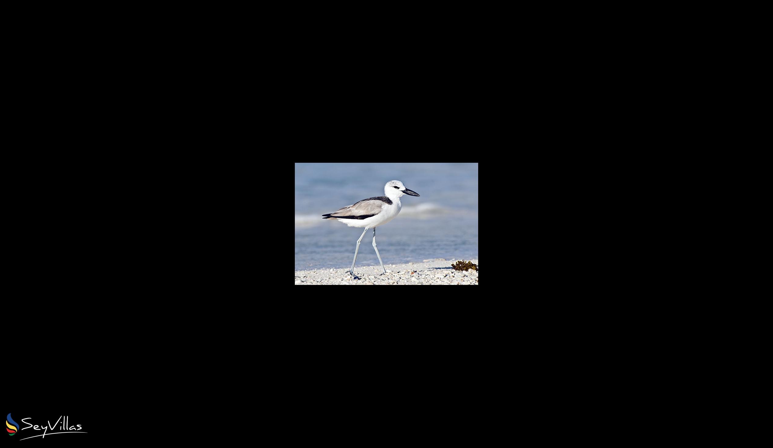 Foto 12: Silhouette Bird Watching Expedition - Esterno - Seychelles (Seychelles)