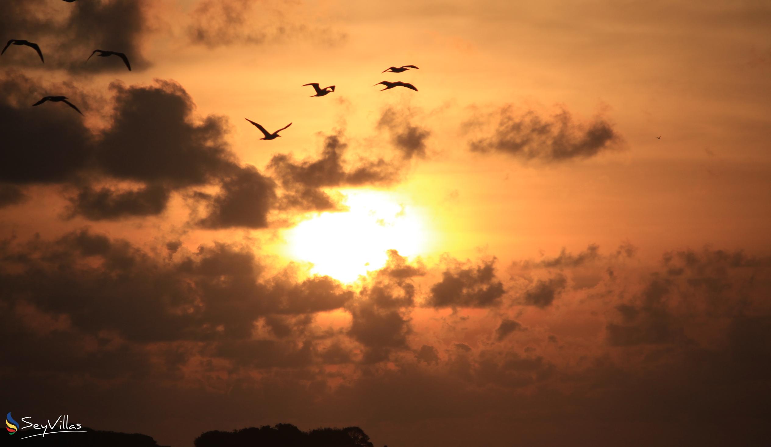 Foto 50: Silhouette Bird Watching Expedition - Extérieur - Seychelles (Seychelles)