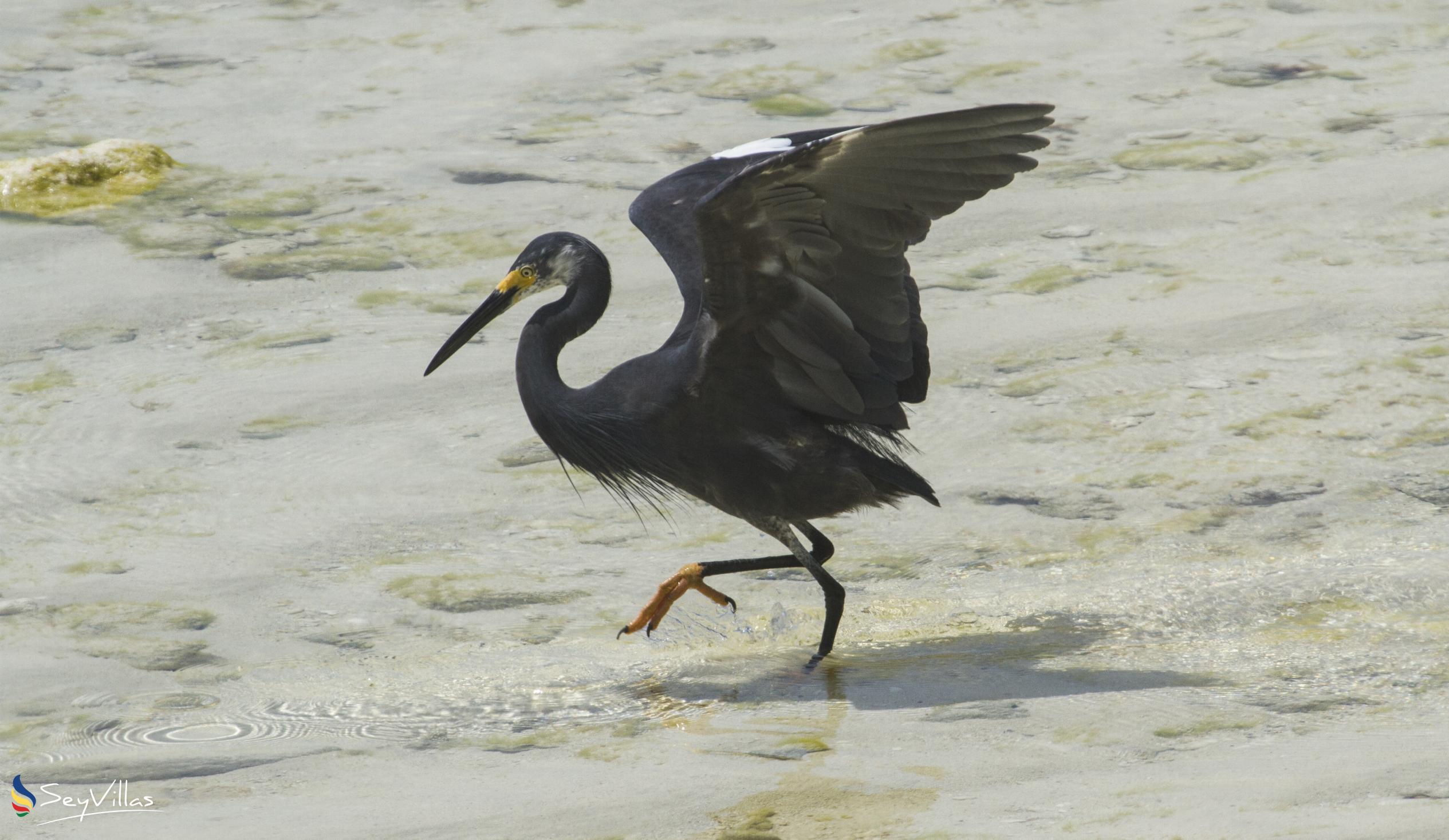 Foto 14: Silhouette Bird Watching Expedition - Esterno - Seychelles (Seychelles)