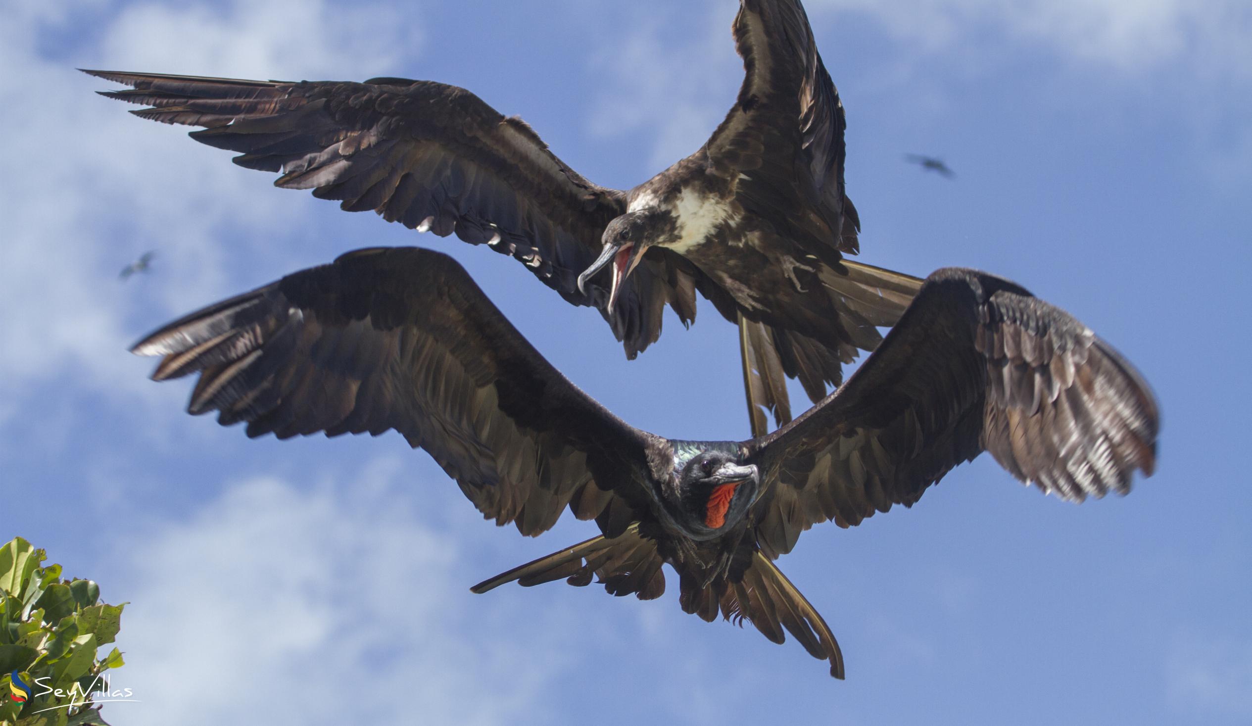 Foto 11: Silhouette Bird Watching Expedition - Esterno - Seychelles (Seychelles)