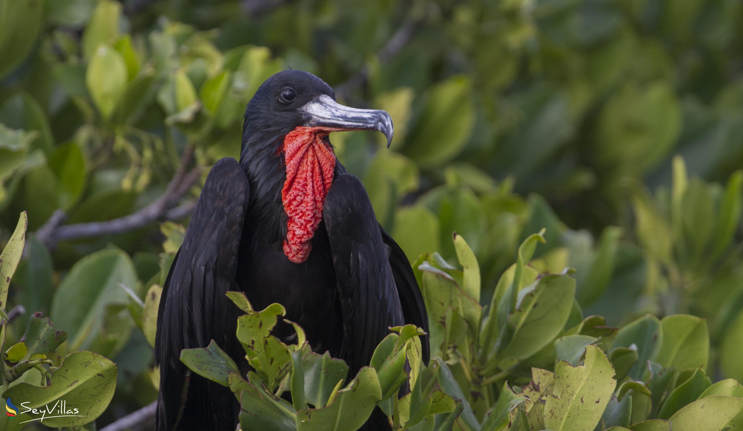 Foto 10: Silhouette Bird Watching Expedition - Aussenbereich - Seychellen (Seychellen)