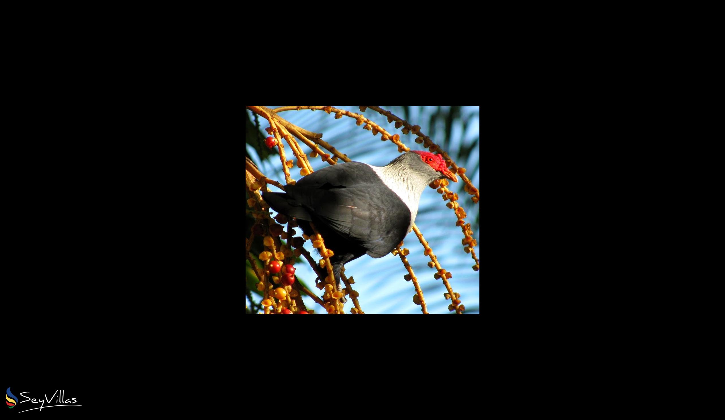 Photo 2: Silhouette Bird Watching Expedition - Outdoor area - Seychelles (Seychelles)