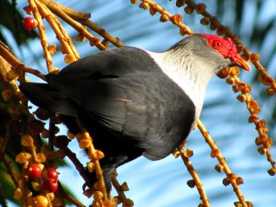 Silhouette Bird Watching Expedition