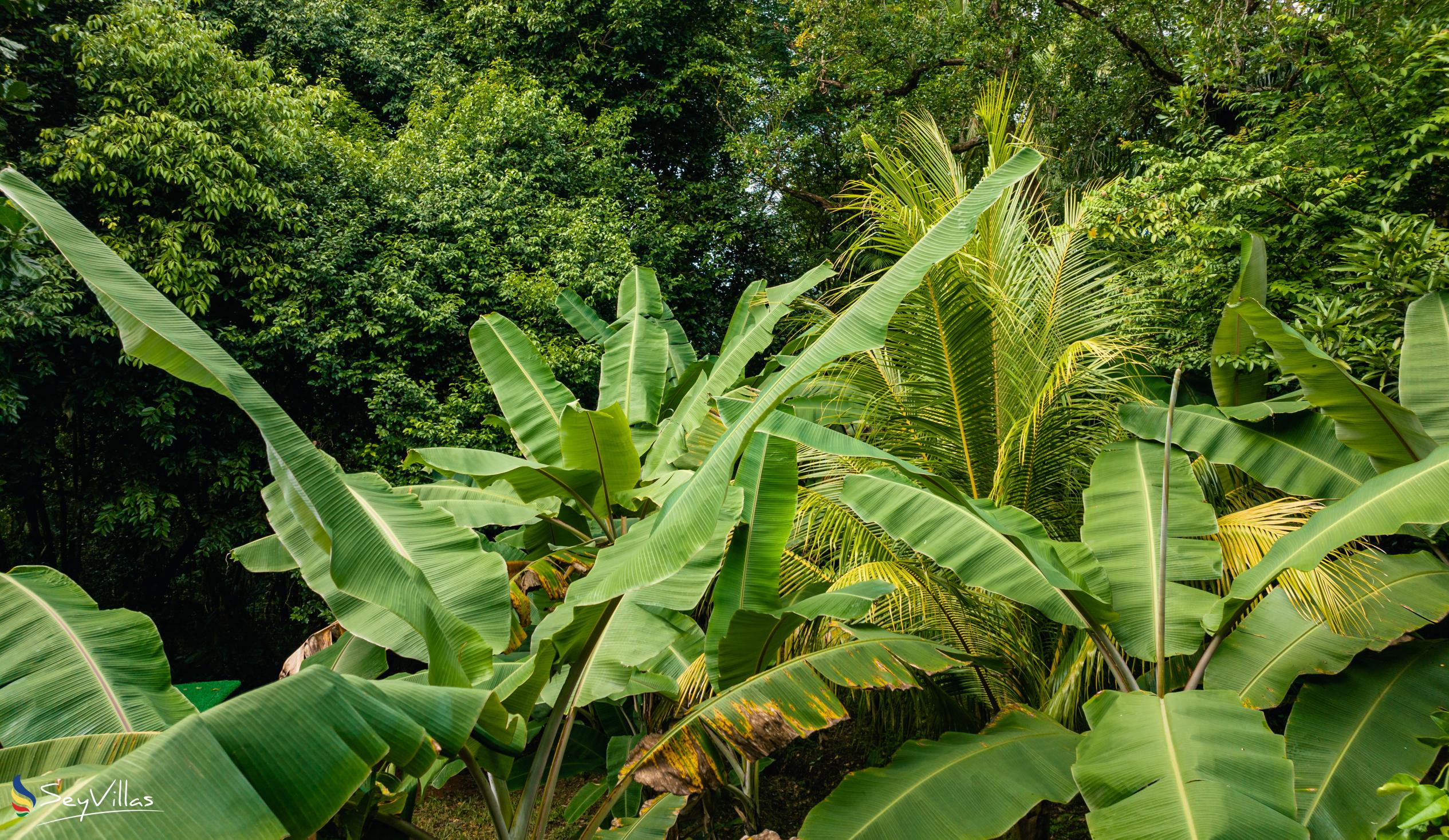 Foto 13: Cashew Nut Grove Chalets - Aussenbereich - Mahé (Seychellen)