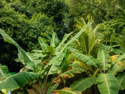 Cashew Nut Grove Chalets